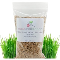 Organic Cat Grass Seeds