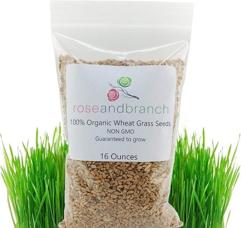 Organic Cat Grass Seeds 1