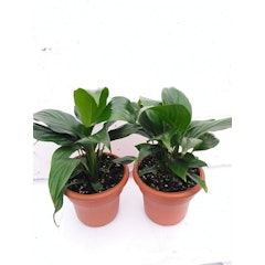 Peace Lily Plant (Spathiphyllum)