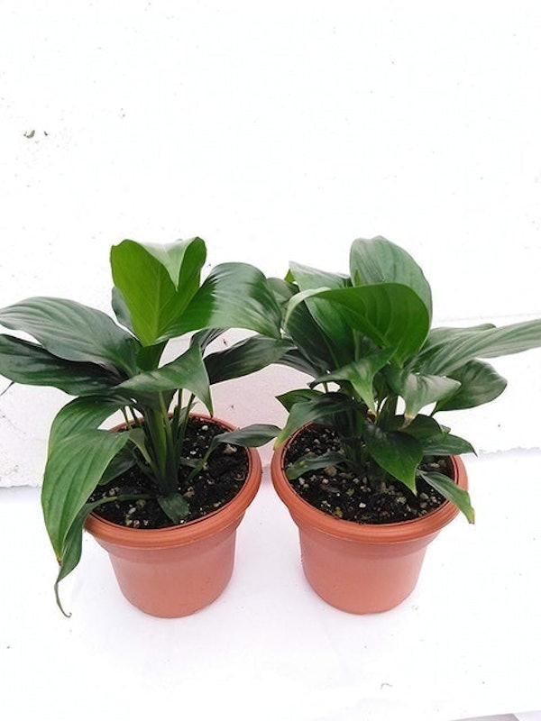 Peace Lily Plant (Spathiphyllum) 1
