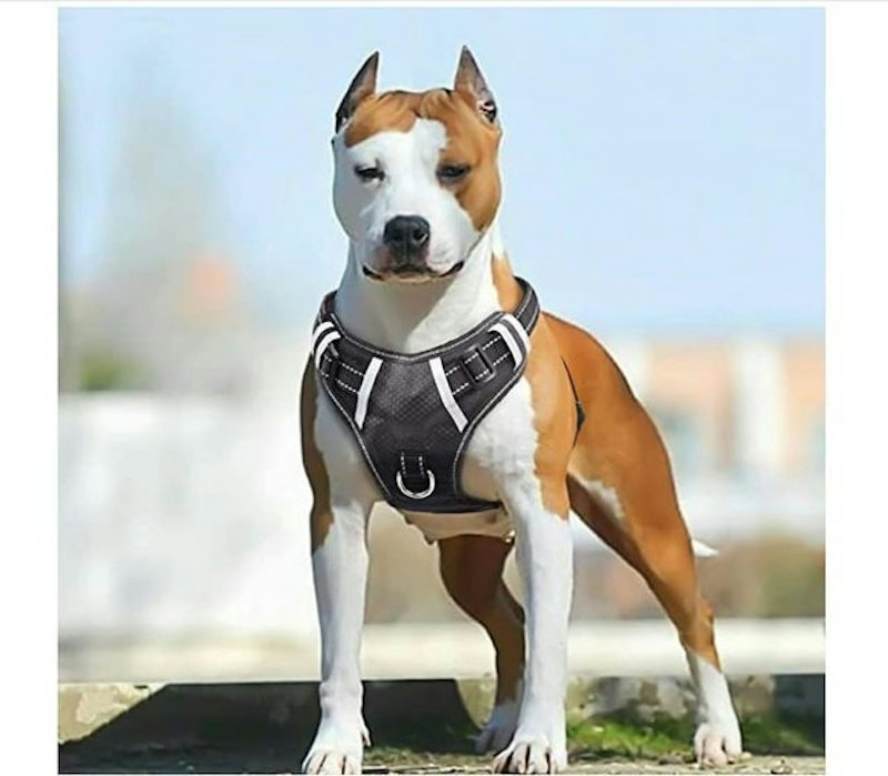 Big Dog Harness 1