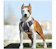 Babyltrl Big Dog Harness 1
