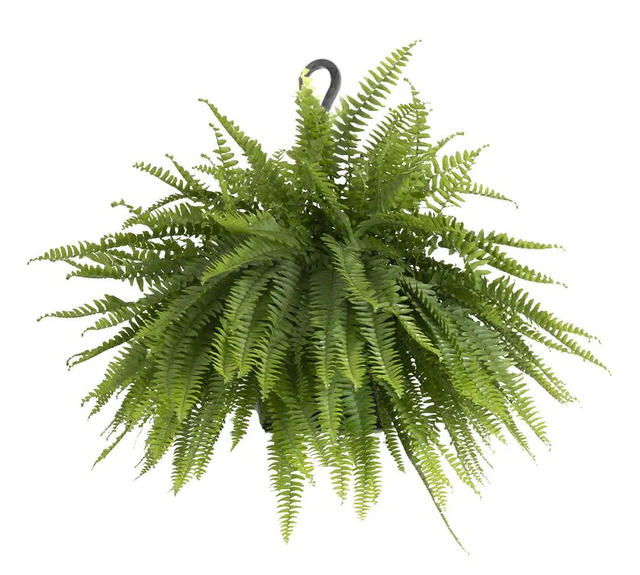 10 Best Cat-Safe Indoor Plants in 2022 (Veterinary Technician-Reviewed) 4
