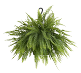 10 Best Cat-Safe Indoor Plants in 2022 (Veterinary Technician-Reviewed) 4