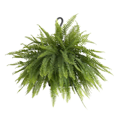 Boston Fern