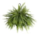 United Nursery Boston Fern 1