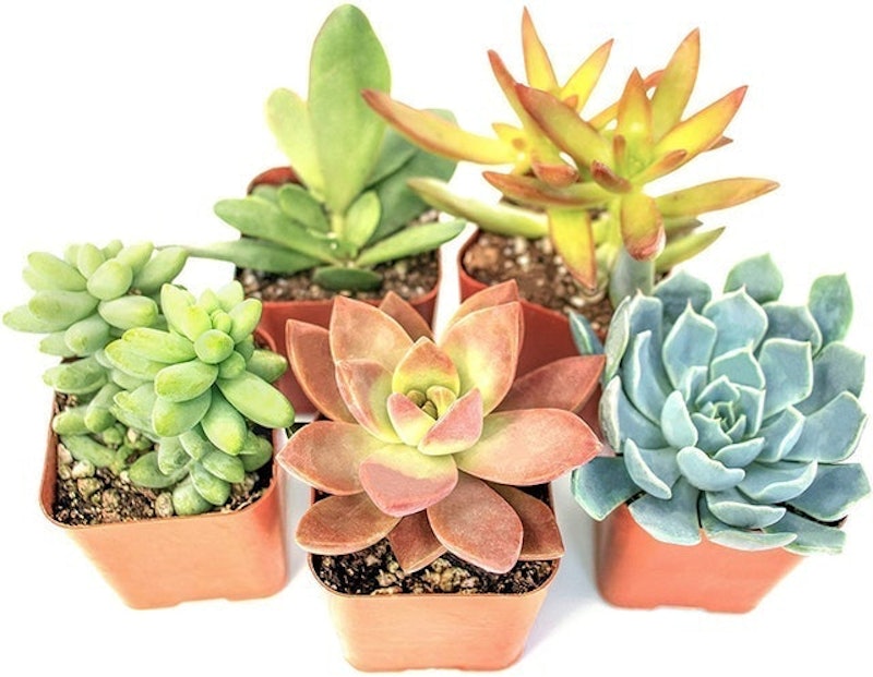 Succulent Plants 1