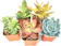 Plants for Pets Succulent Plants 1