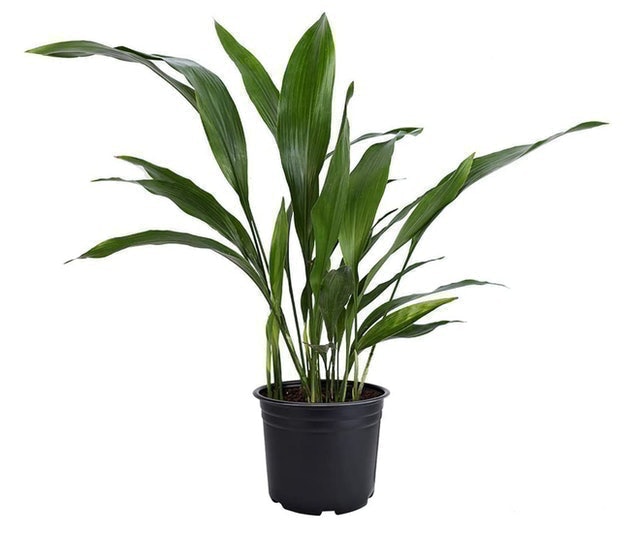 Cast Iron Plant 1