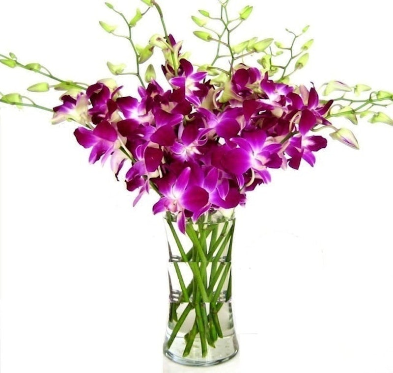Dendrobium Purple Orchids 1