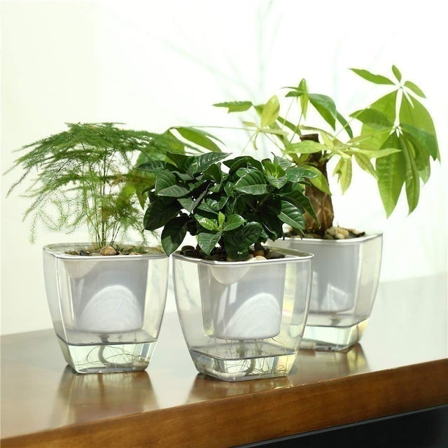 Clear Self-Watering Planters  2