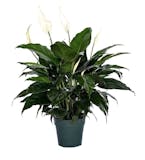 10 Best Plants for Your Bathroom in 2022 (Master Gardener-Reviewed) 1