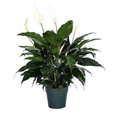 Peace Lily