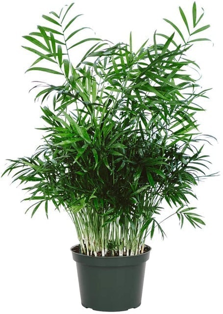 Parlour Palm 1