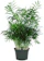 American Plant Exchange Parlour Palm 1