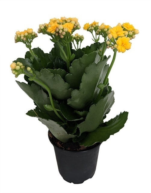10 Best Indoor Flowers for Beginners in 2022 (Master Gardener-Reviewed) 2