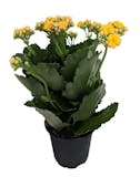 10 Best Indoor Flowers for Beginners in 2022 (Master Gardener-Reviewed) 2
