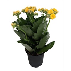 Yellow Kalanchoe (Kalanchoe Blossfeldiana)