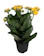 Hirt’s Gardens Yellow Kalanchoe (Kalanchoe Blossfeldiana) 1