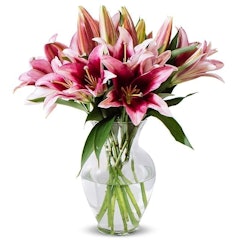 Stargazer Lily Bunch
