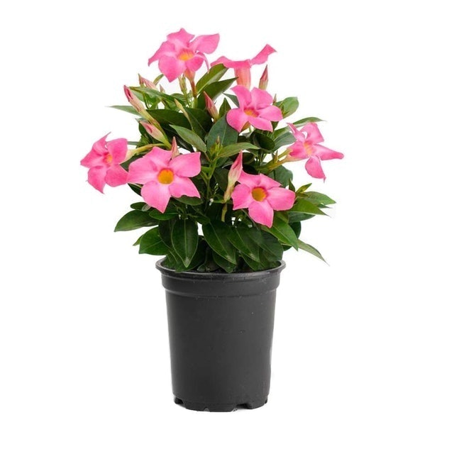 Dipladenia (Mandevilla Sanderii) 1