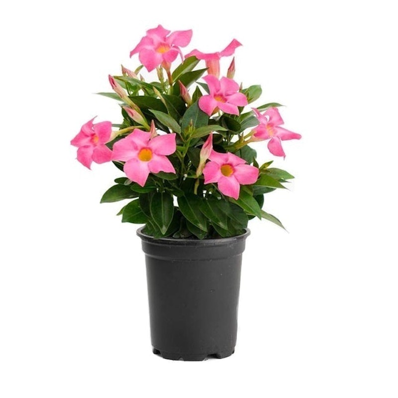 Dipladenia (Mandevilla Sanderii) 1