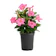 American Plant Exchange Dipladenia (Mandevilla Sanderii) 1