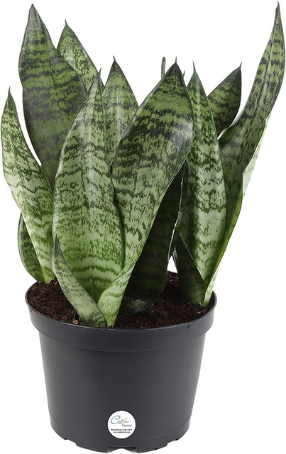10 Best Plants for Your Bathroom in 2022 (Master Gardener-Reviewed) 4