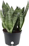 10 Best Plants for Your Bathroom in 2022 (Master Gardener-Reviewed) 4