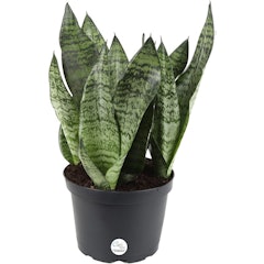 Snake Plant