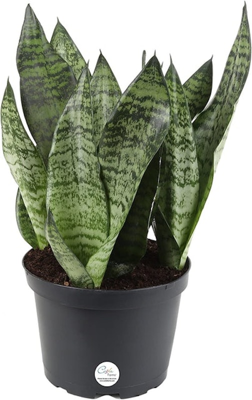 Snake Plant 1