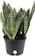 Costa Farms Snake Plant 1