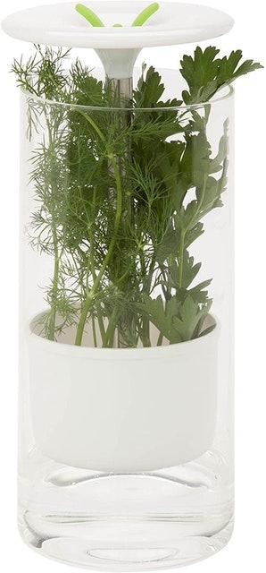 Glass Herb Preserver 2