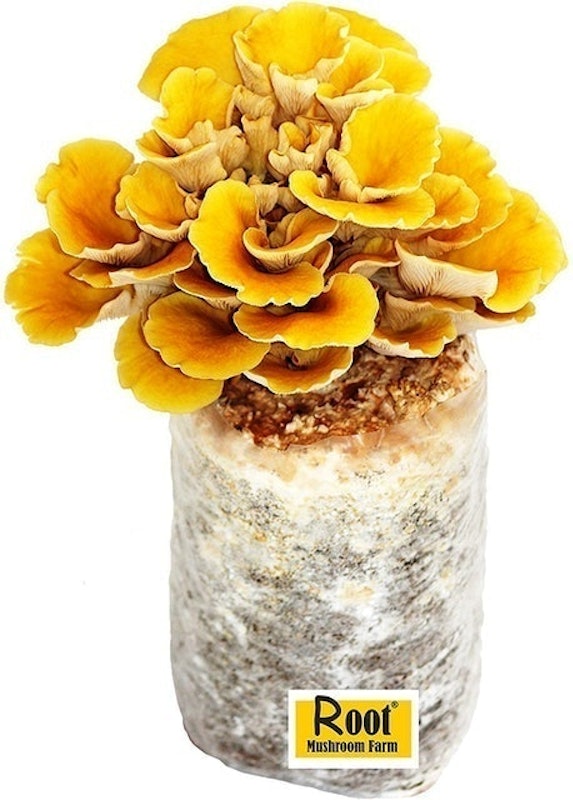 Golden Oyster Mushroom Growing Kit 1