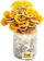 Root Mushroom Farm Golden Oyster Mushroom Growing Kit 1