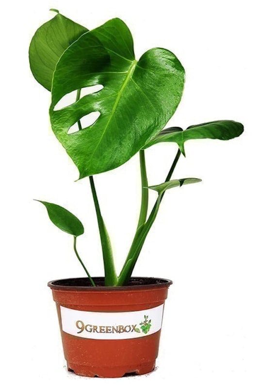 Split Leaf Philodendron 1