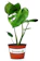 JM Bamboo Split Leaf Philodendron 1
