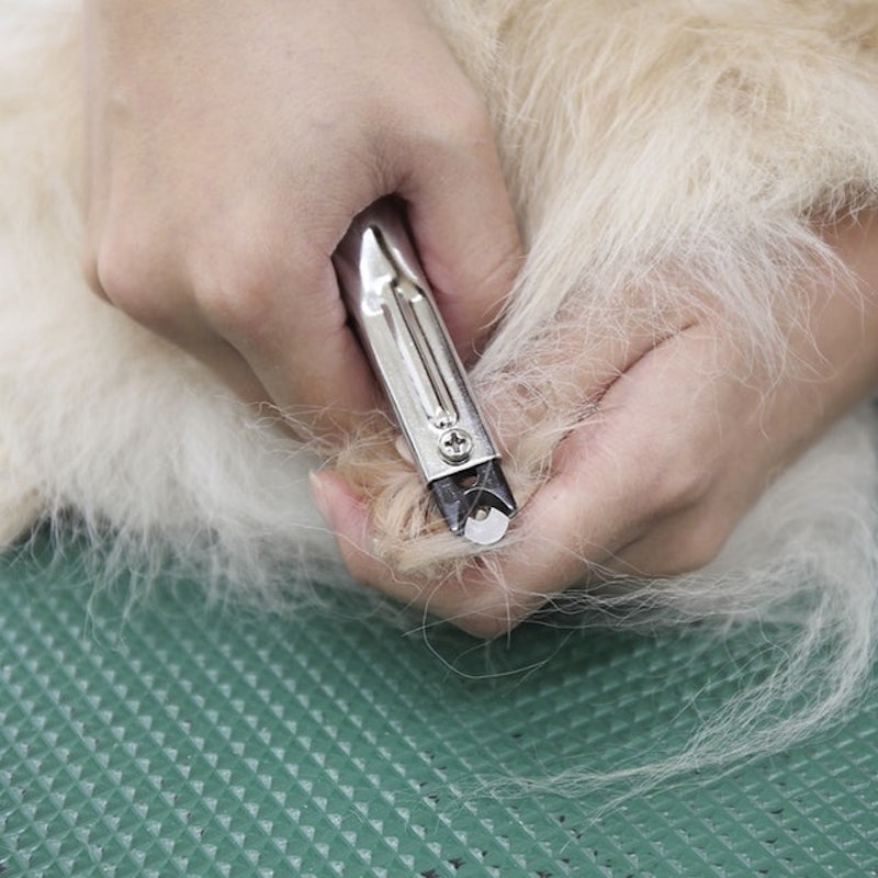 ZAN Guillotine Clipper (Small) 8