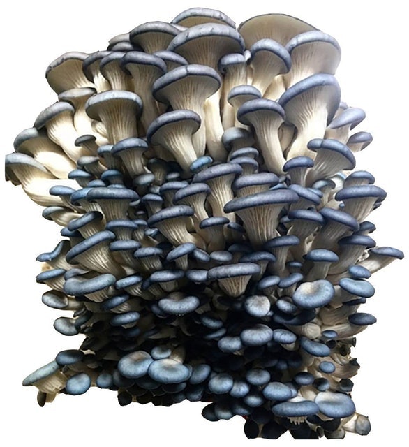 Oyster Mushroom Kit 1