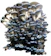Bluff City Fungi Oyster Mushroom Kit 1