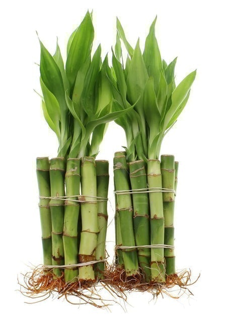 10 Best Plants for Your Bathroom in 2022 (Master Gardener-Reviewed) 5