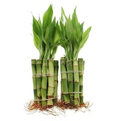 Lucky Bamboo