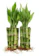 Betterdecor Lucky Bamboo 1
