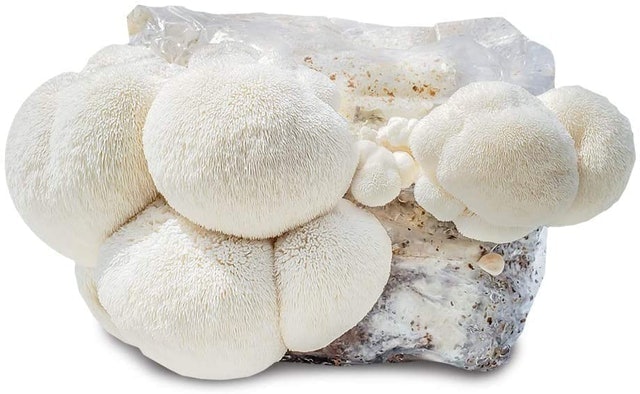 10 Best Mushroom Grow Kits in 2022 (Master Gardener-Reviewed) 2