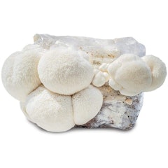 Grow Your Own Mushrooms Kit