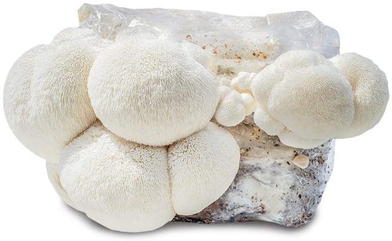 Grow Your Own Mushrooms Kit 1