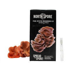 Grow Your Own Pink Oyster Mushrooms
