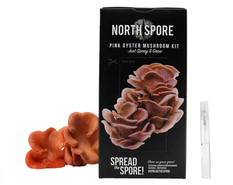 Grow Your Own Pink Oyster Mushrooms 1