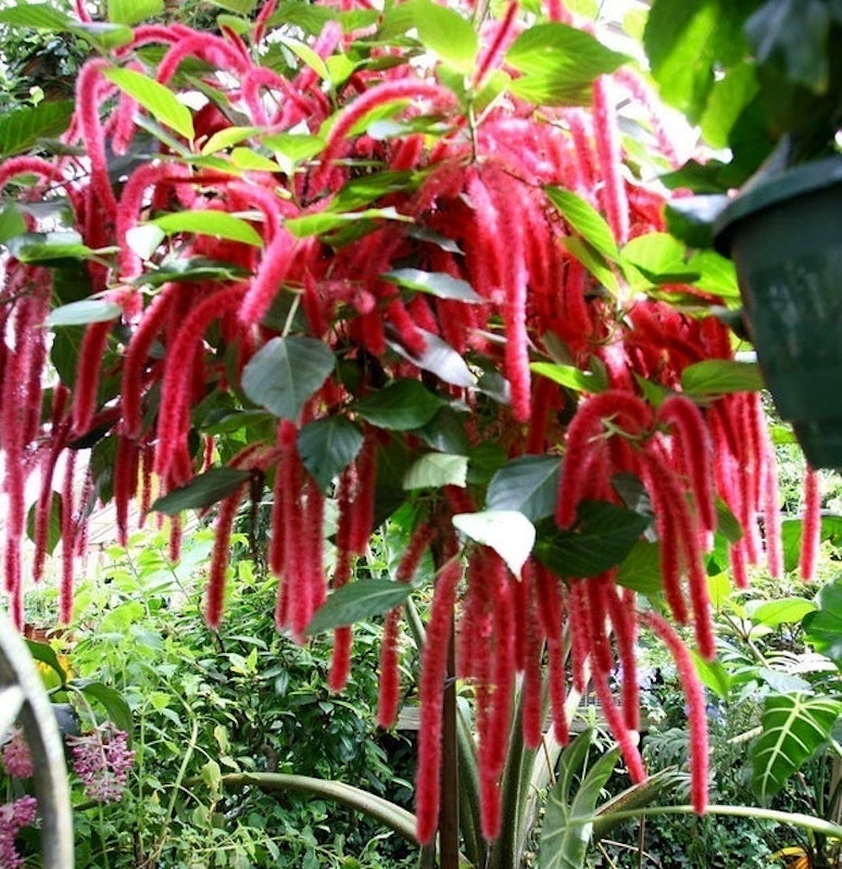 Chenille Firetail Plant (Acalypha pendula) 1