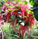 Hirt’s Gardens Chenille Firetail Plant (Acalypha pendula) 1